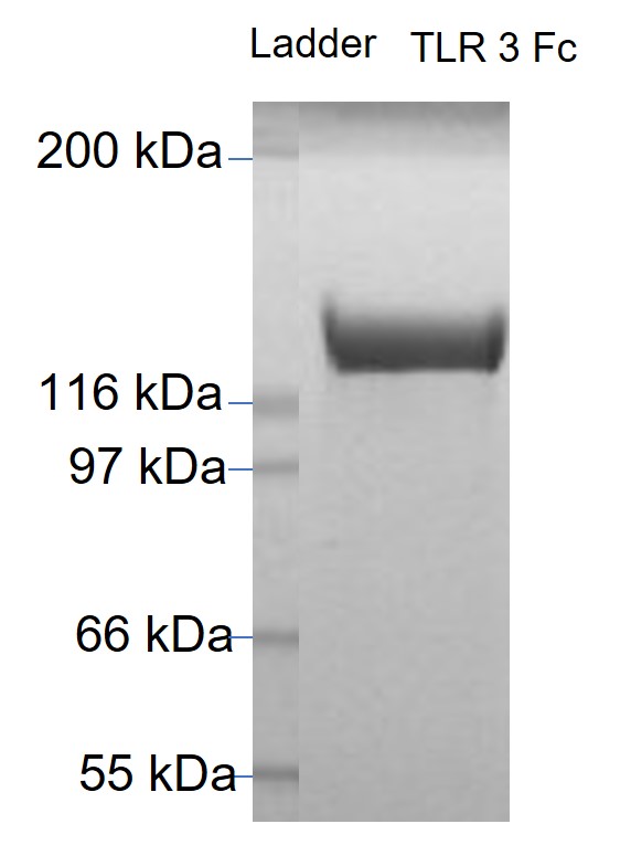 Recombinant human TLR3 protein with C-terminal human Fc tag